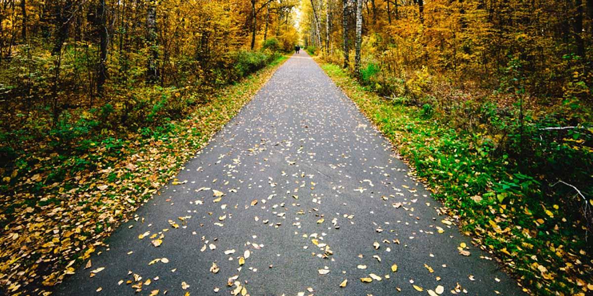 树叶散落的道路